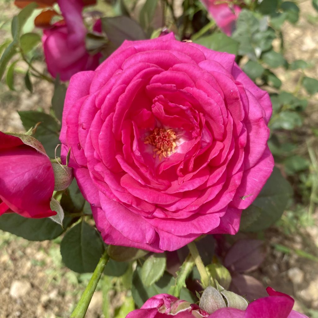 Jardins avec des fleurs comme la lavande, la rose, le jasmin, aux senteurs parfumées