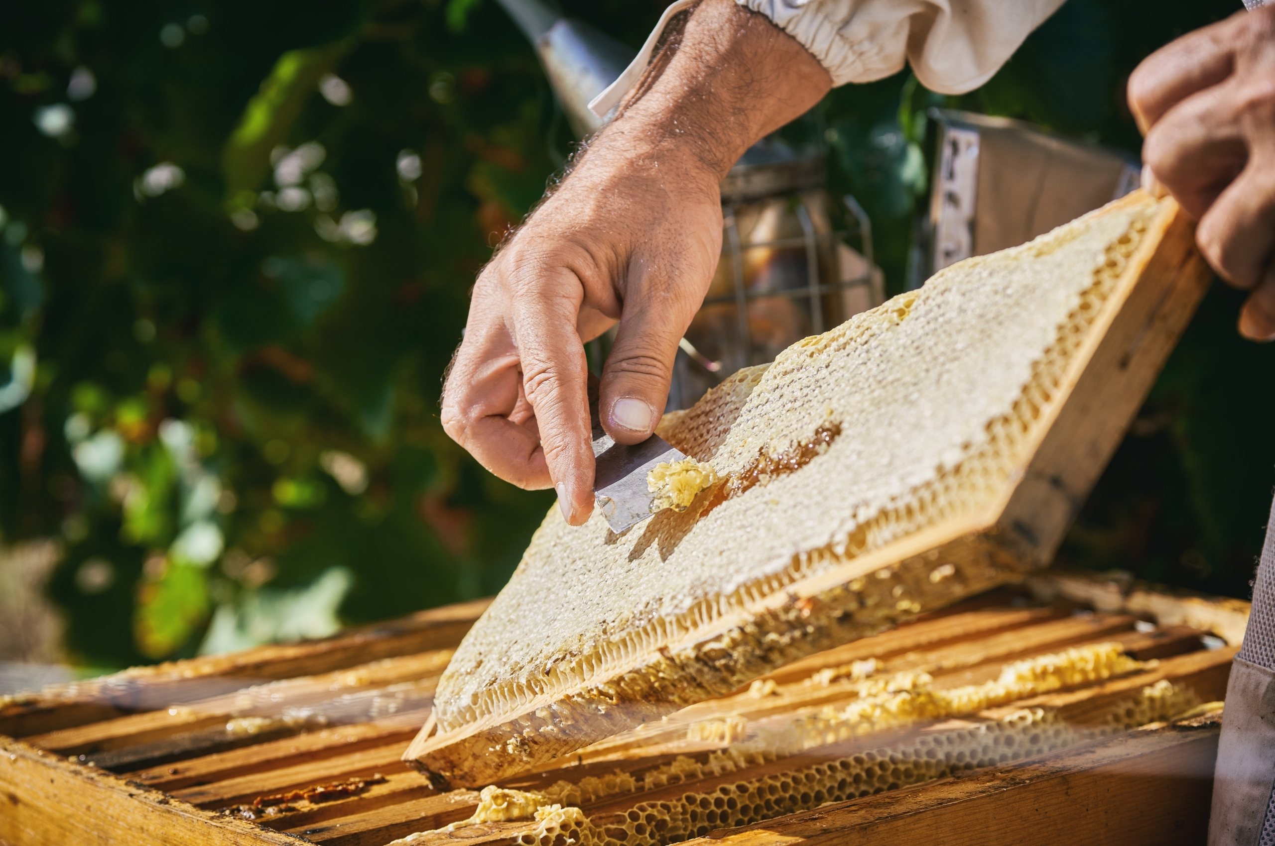 Récolte du miel sur les collines niçoises côte d'azur france